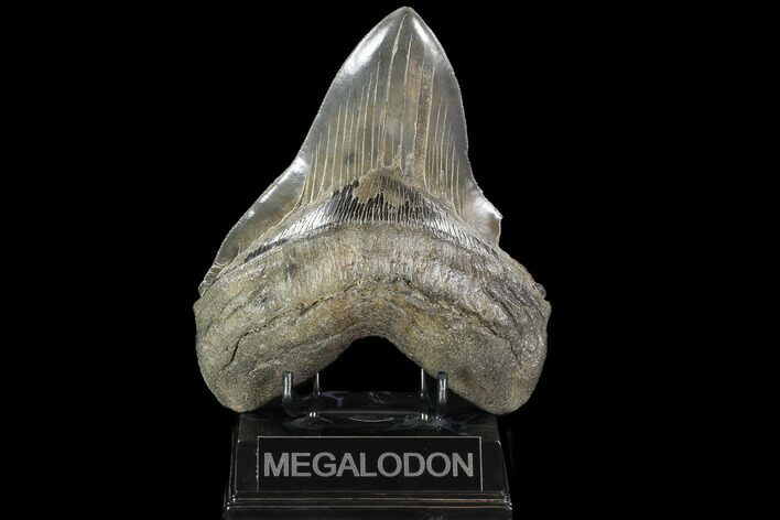 Serrated, Fossil Megalodon Tooth - + Foot Shark #101482
